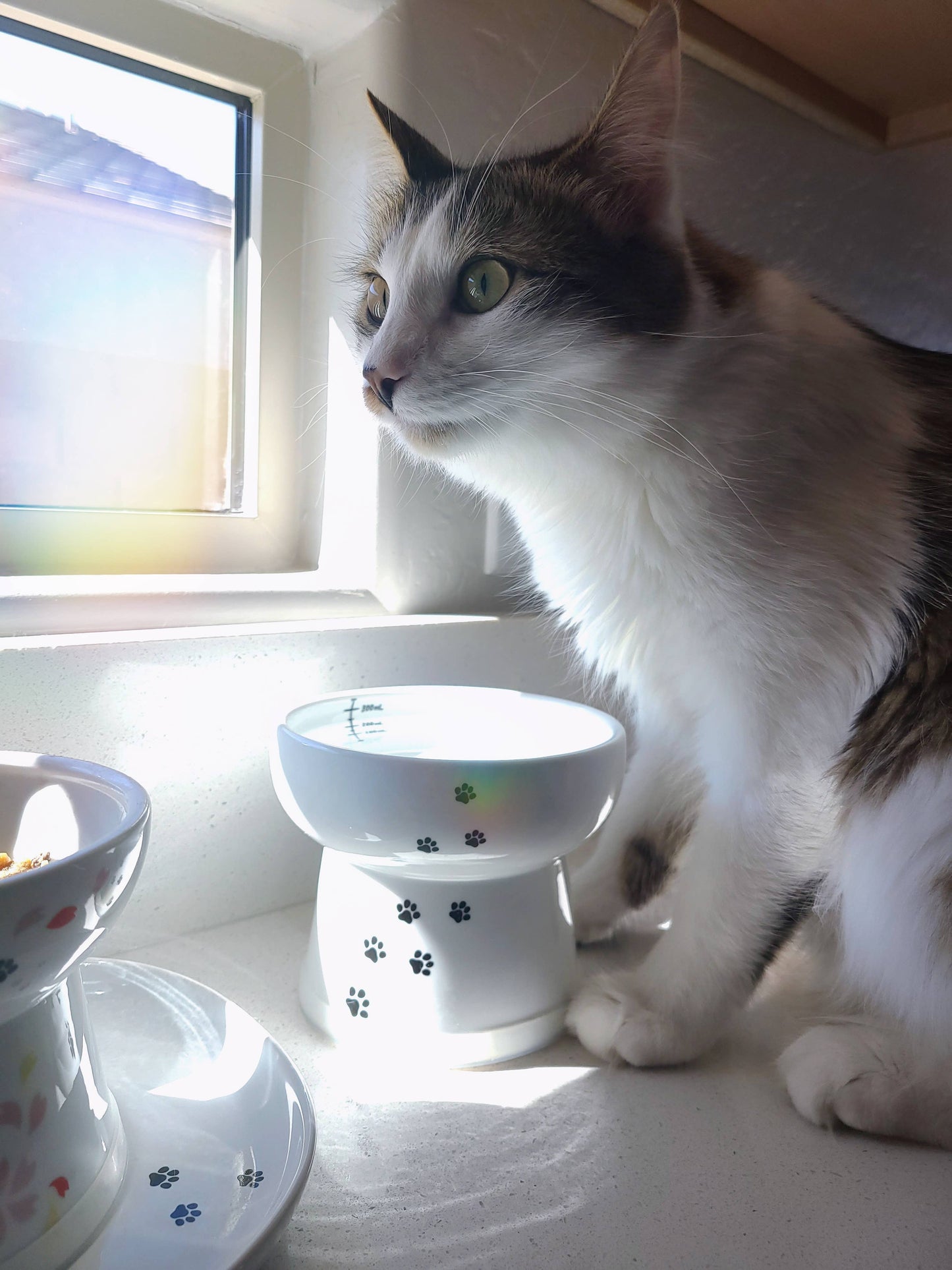 Raised Cat Water Bowl (Cat)
