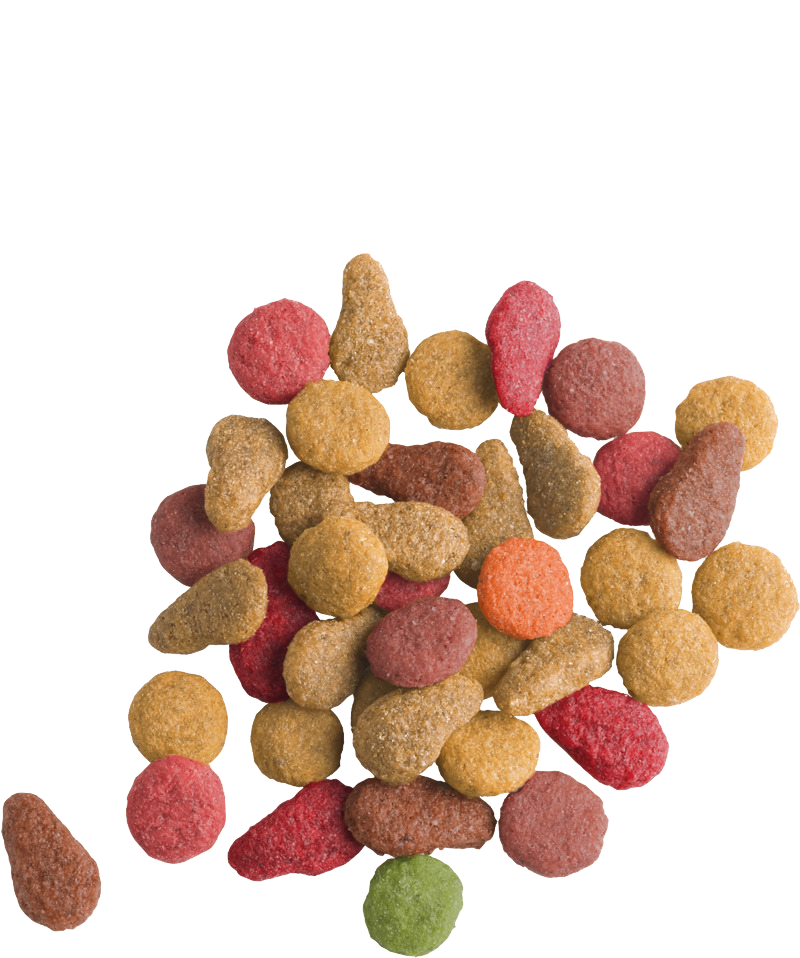 Lara Adult Salmon Dry Food