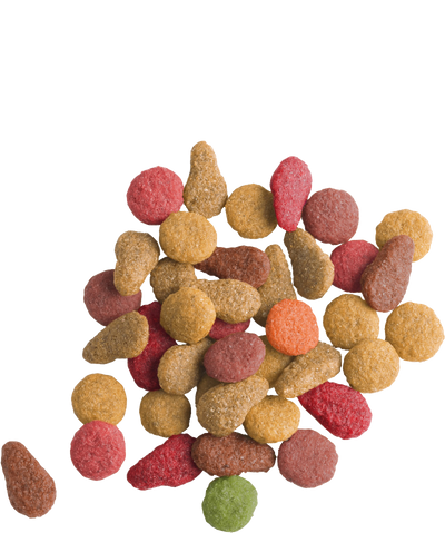 Lara Adult Salmon Dry Food