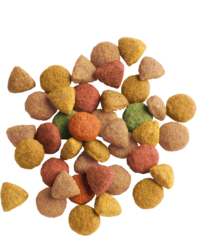 Lara Adult Poultry Turkey & Chicken Dry Food