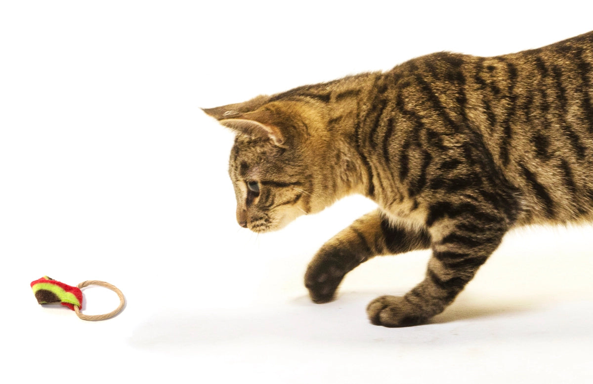 Cat Dancer - Ringtail Chasers 2pk