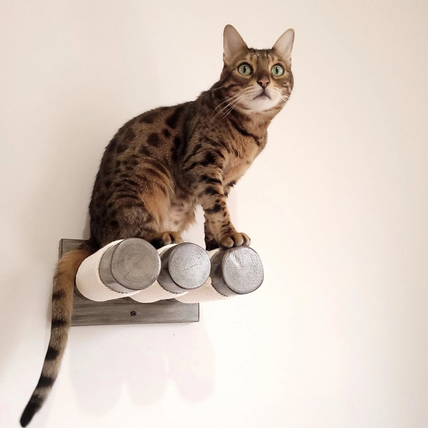 Black Cat Perch - Wall Mounted