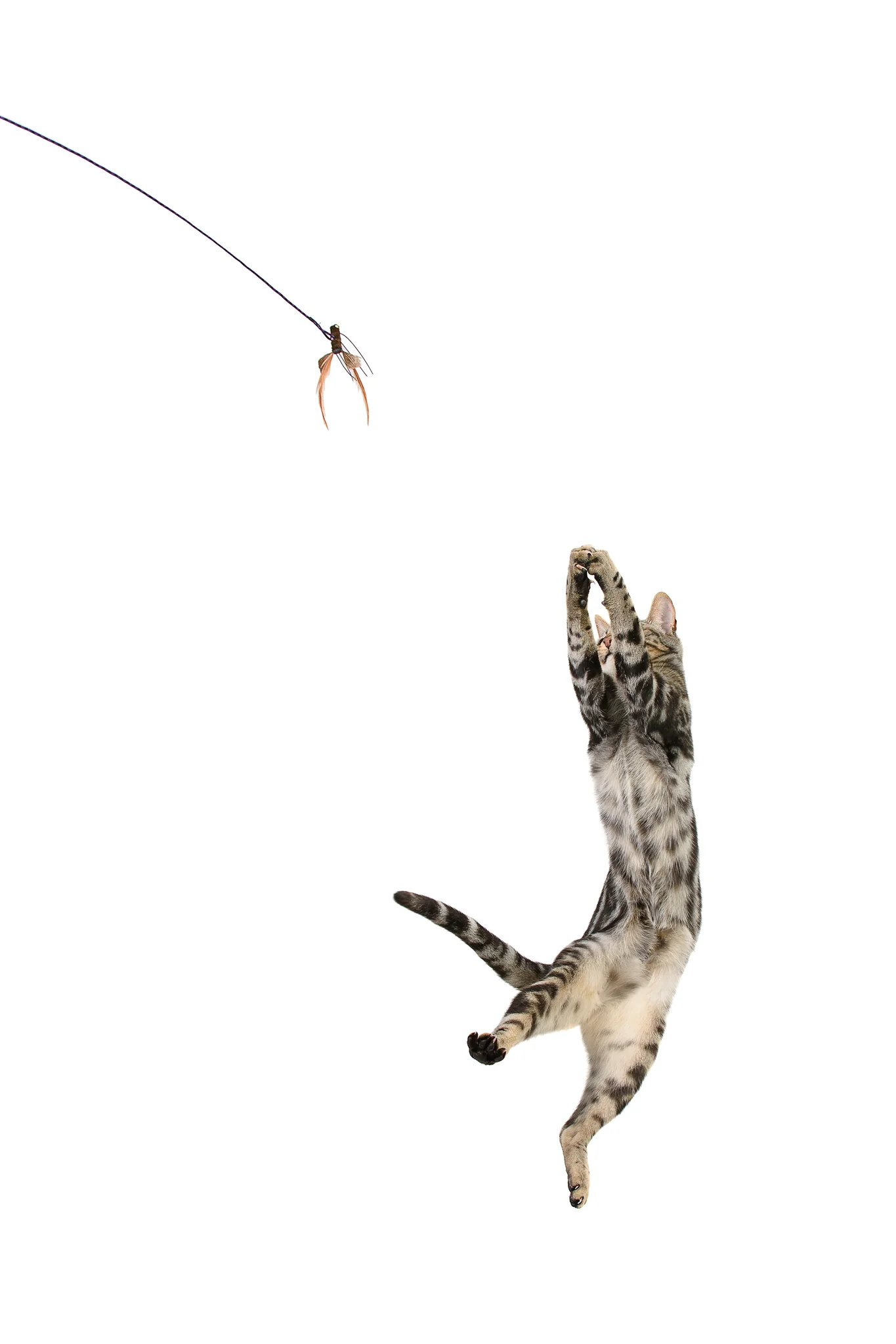 Cattikets Attachment!