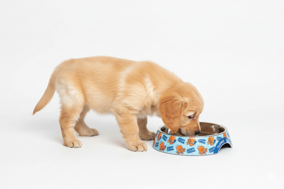 Ahoy There! - Easy Feeder Cat Bowl