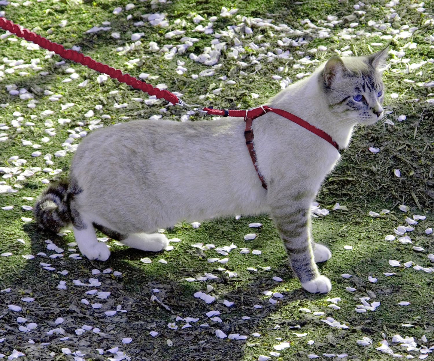 PetSafe Come With Me Kitty MEDIUM Harness And Bungee Leash