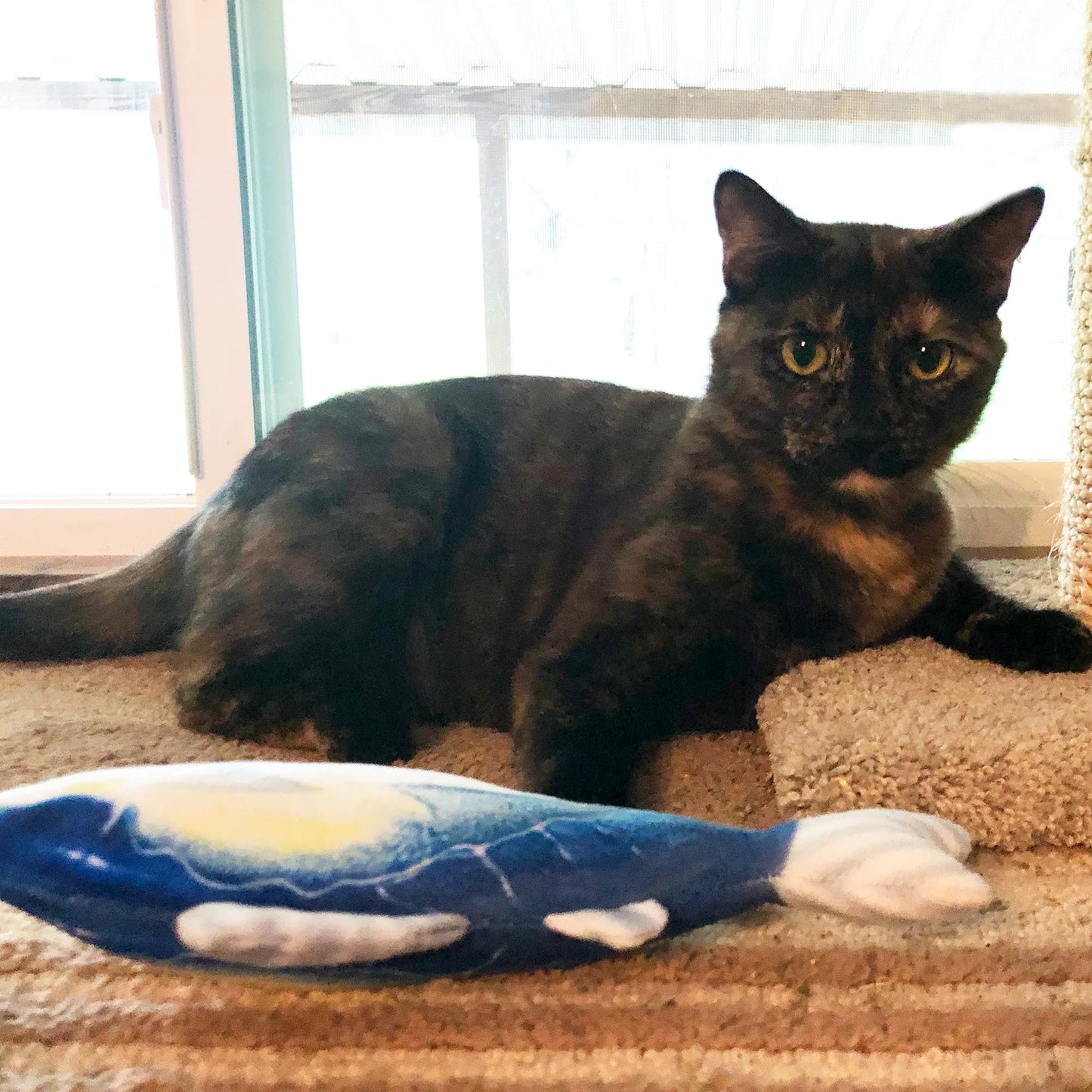 Meowijuana Get Hooked Kahuna Tuna