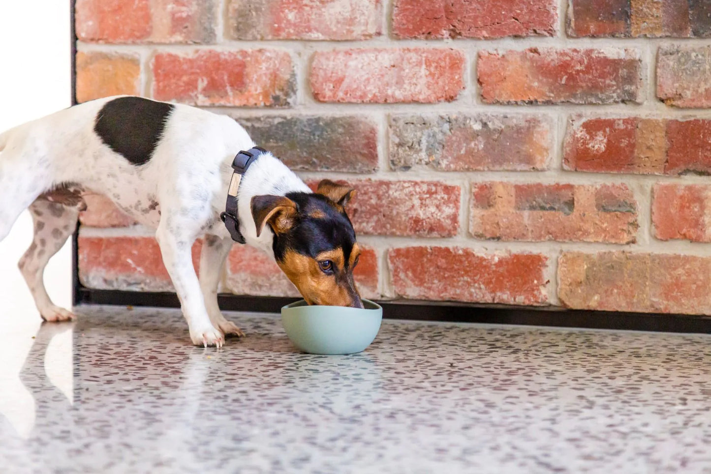 FuzzYard Life Silicone Bowl - Myrtle Green S