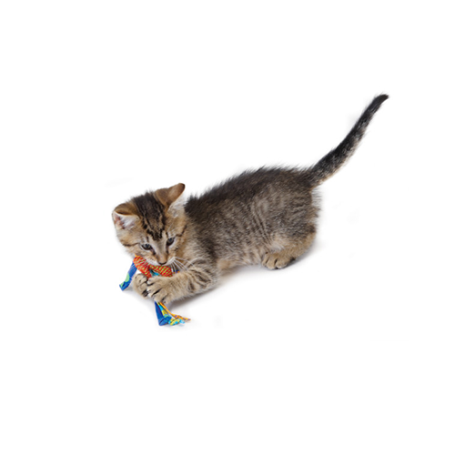 CATSTAGES® CATNIP DENTAL HEALTH CHEW (2 PACK)