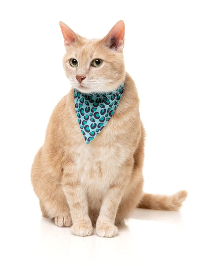 Wild One Aqua - Cat Fashion Pack