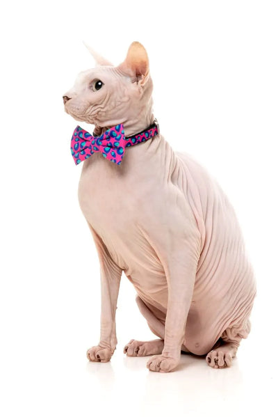 Wild One Bubblegum - Cat Fashion Pack