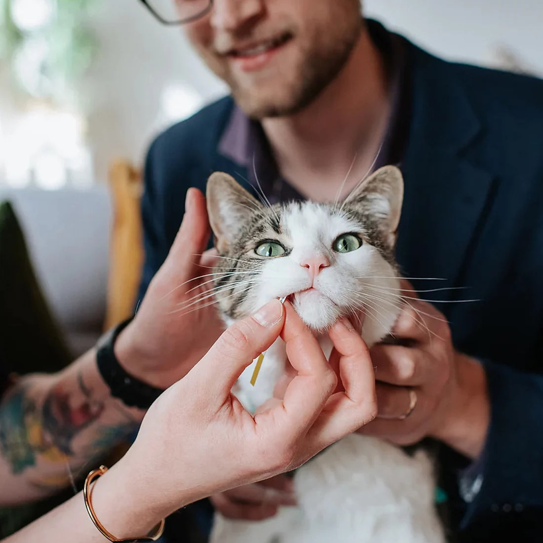 Kidney-Chek for Cats (1 Test)