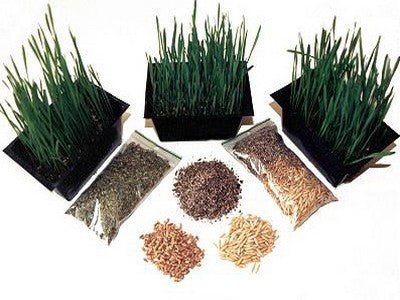 KOOKY KAT BC Buddy Grow Yer Own - Grass Kit