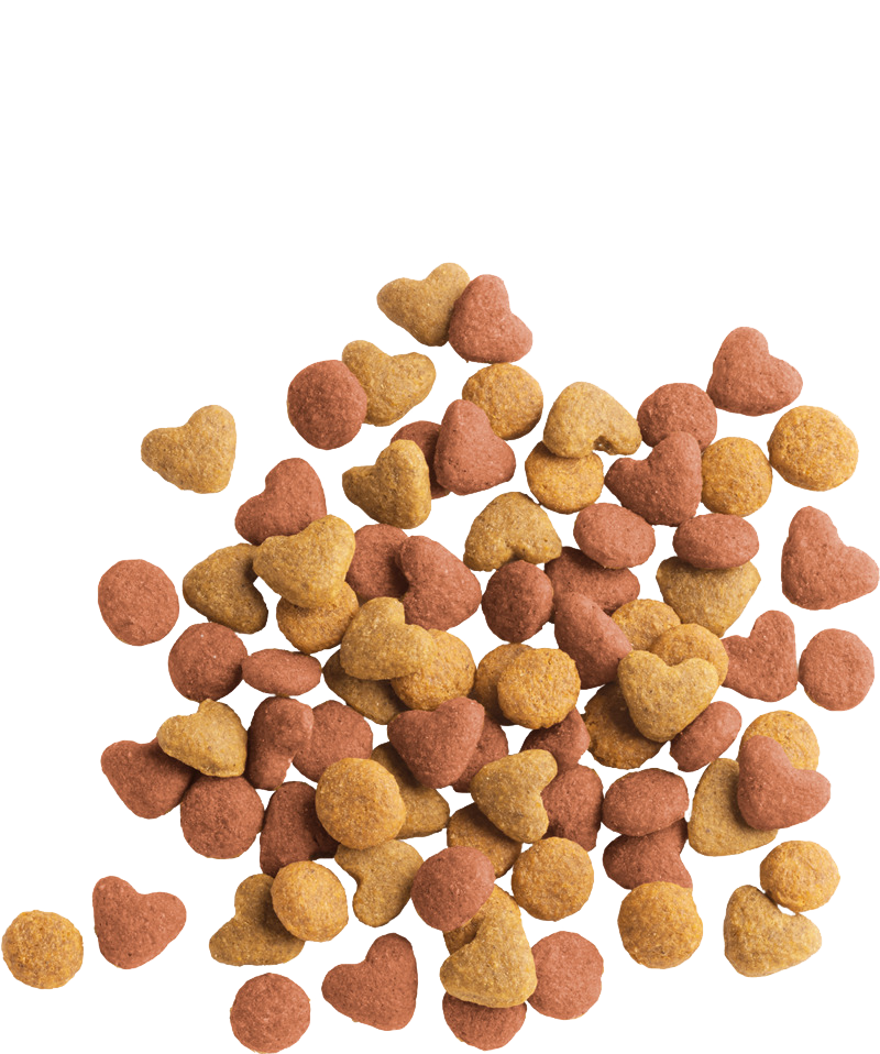 Lara Junior Chicken Dry Food