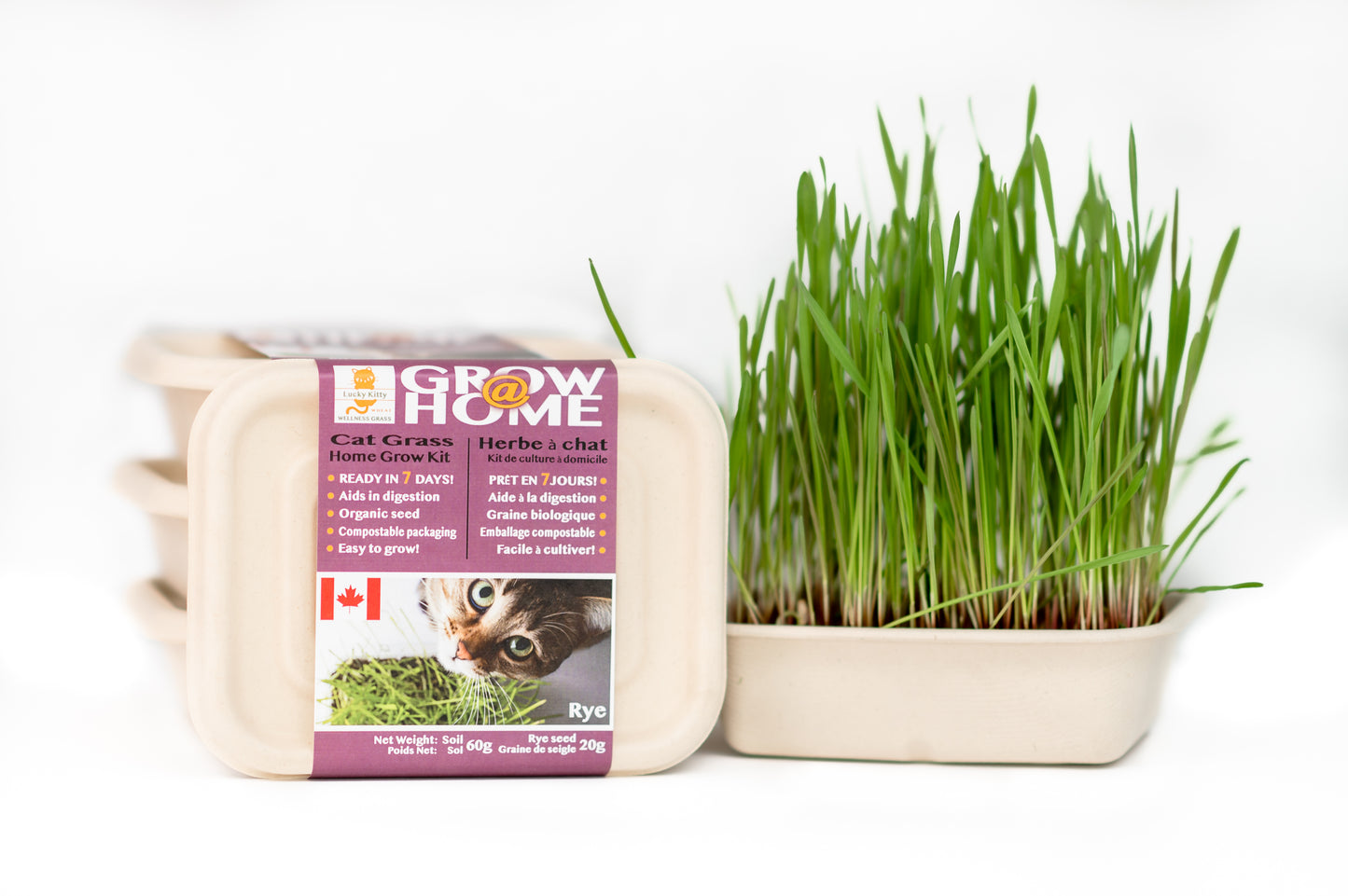Lucky Kitty - Rye Grass Kit