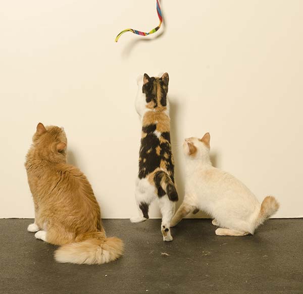 Cat Charmer Assorted Multicolour