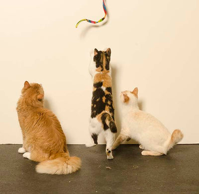 Cat Charmer Assorted Multicolour