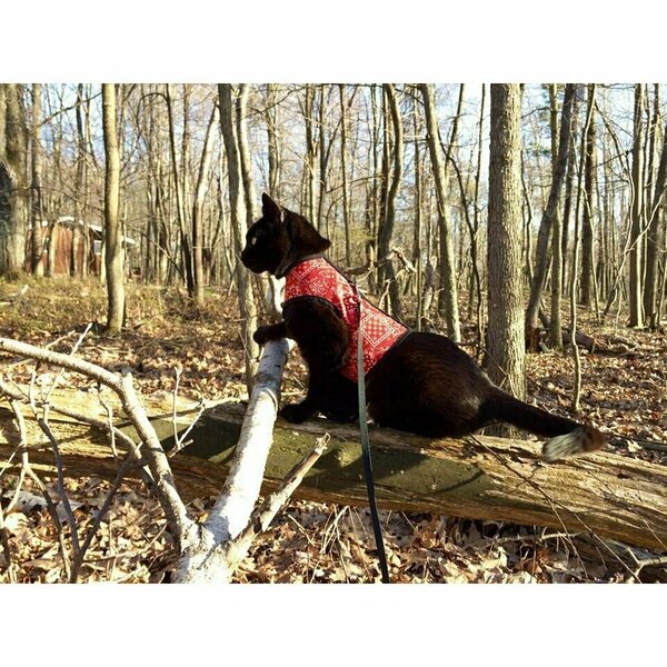 Kitty Holster Harness - Red Bandana