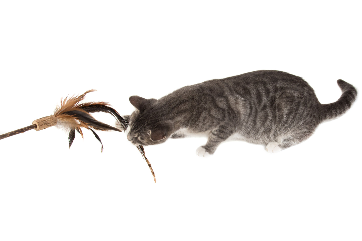 Silver Vine Pheasant Feathers Teaser Toy