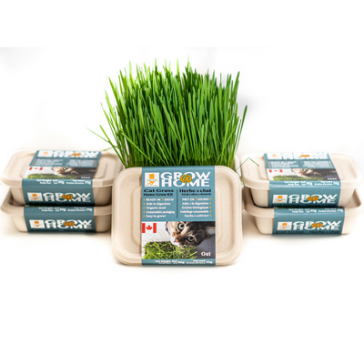 Lucky Kitty - Oat Grass Kit
