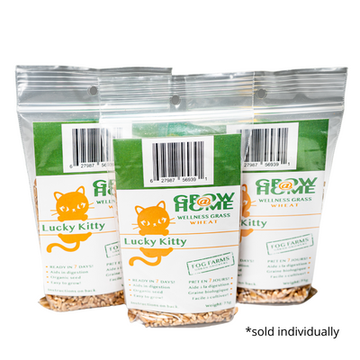 Lucky Kitty - Wheat Grass Seeds