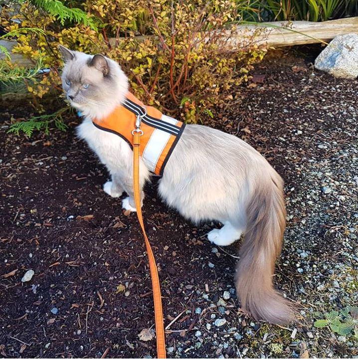 Kitty Holster Harness Outrageous Orange Reflective