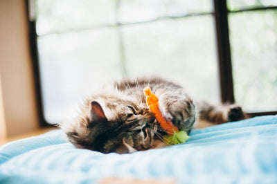 Feline Frenzy Plush - Farm to Tabby, Carrot Apple Eggplant (3 pack)