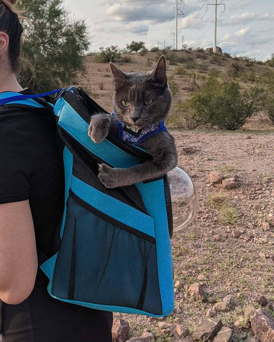 “The Fat Cat” Cat Backpack in Aqua