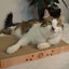 Premium High-density Cat Scratcher Wide (Oak)