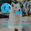 ALL FOR PAWS Meta Ball Holey Egg Indestructible