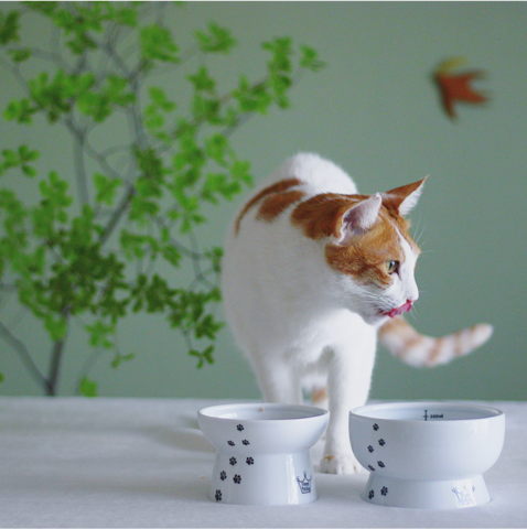Raised Cat Water Bowl (Cat)