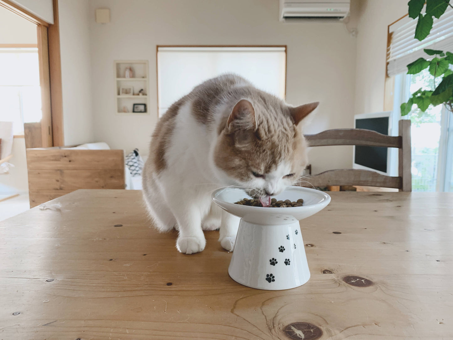 Extra Wide Raised Cat Food Bowl (Cat)