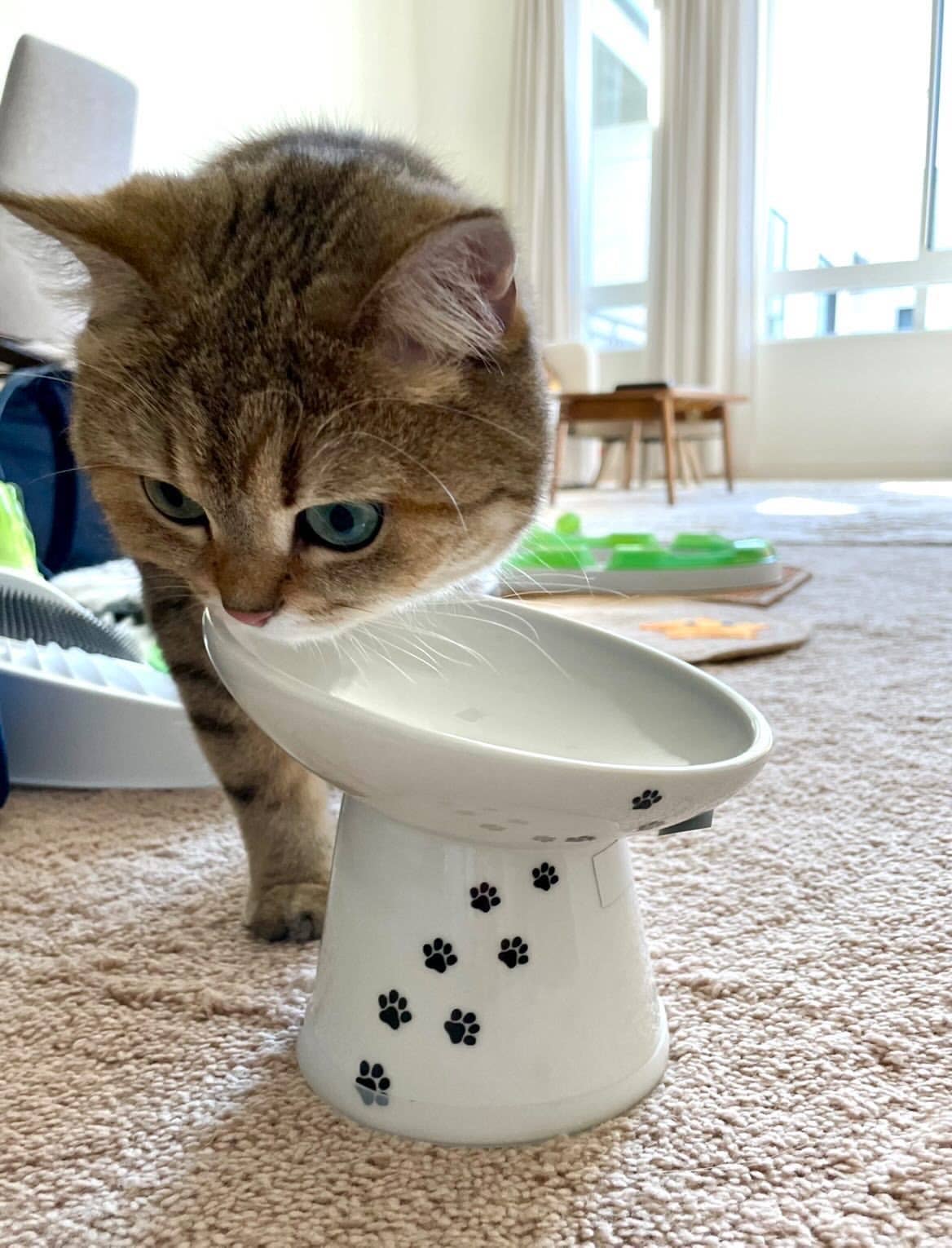 Tilted Stress Free Raised Cat Food Bowl