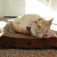 Premium Comfort Reversible Cat Bed (Dark Cherry)