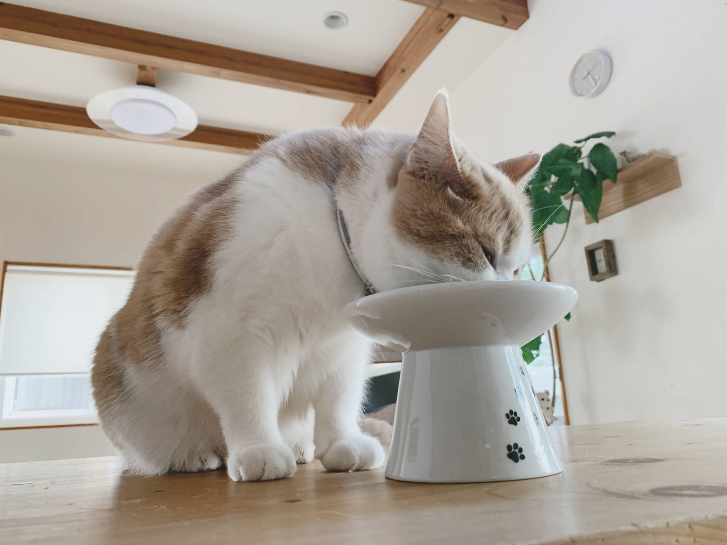 Extra Wide Raised Cat Food Bowl (Cat)