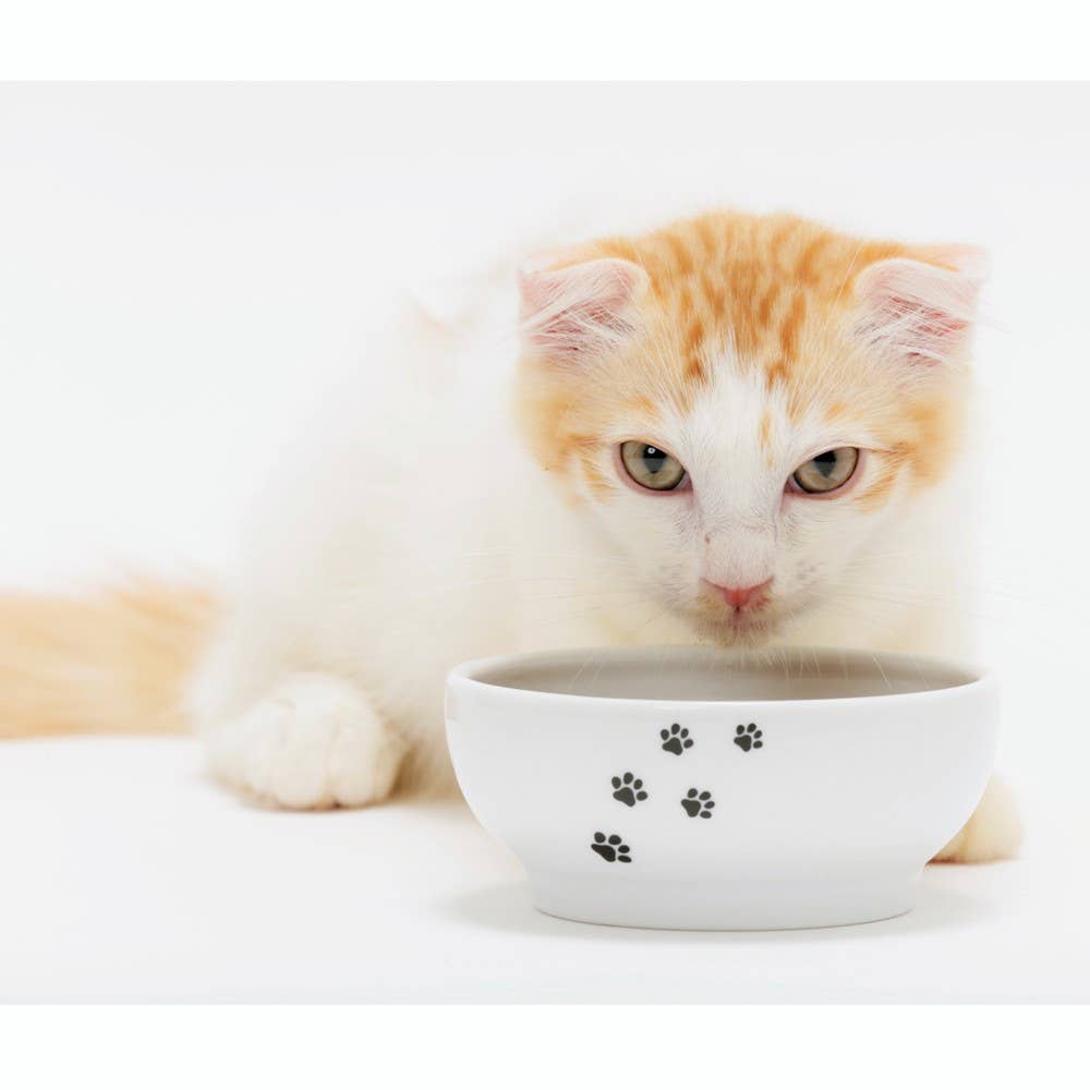 Anti-Spill Cat Food Bowl (Cat)