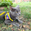 "The 90s Cat" Limited-Edition Harness & Leash Set