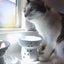 Raised Cat Water Bowl (Cat)
