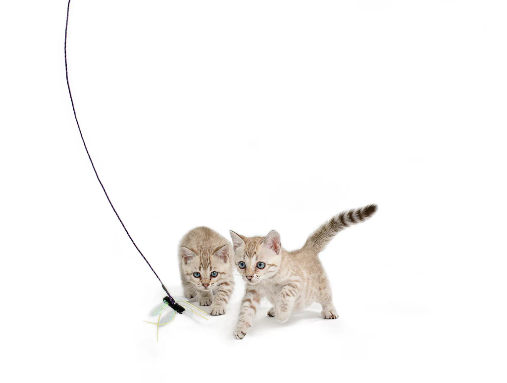 Cagonfly Attachment!