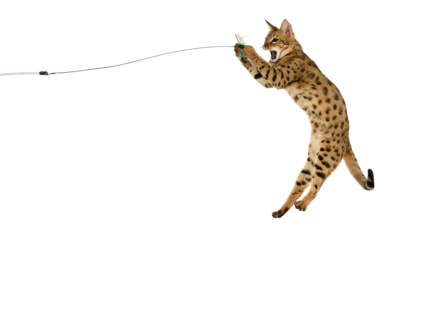 BugzBird Attachment!