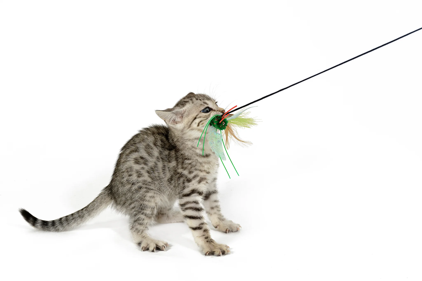 BugzBird Attachment!