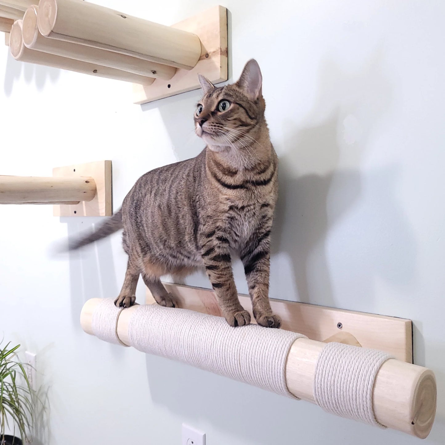 Natural Scratch Post - Wall Mounted