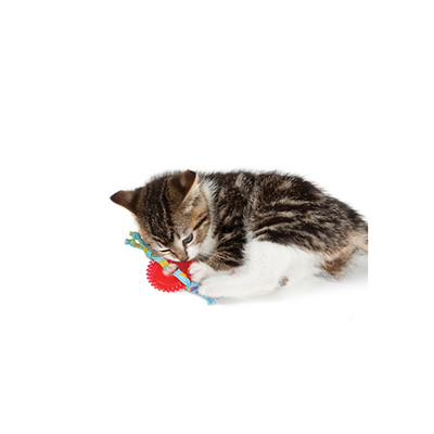 CATSTAGES® KITTY CHEW WHEEL CAT TOY