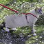 PetSafe Come With Me Kitty SMALL Harness And Bungee Leash