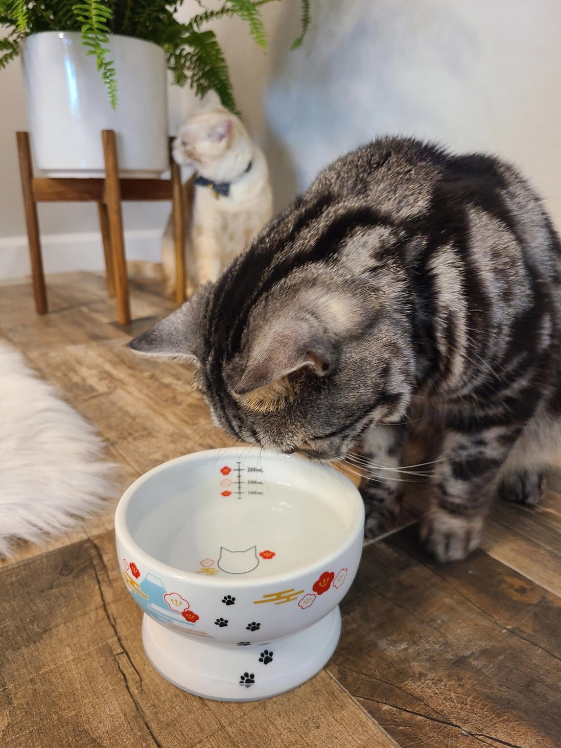 Raised Cat Water Bowl (Fuji Limited Edition)