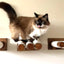 Walnut Cat Perch - Wall Mounted