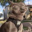 "The True Adventurer" Reflective Cat & Kitten Harness