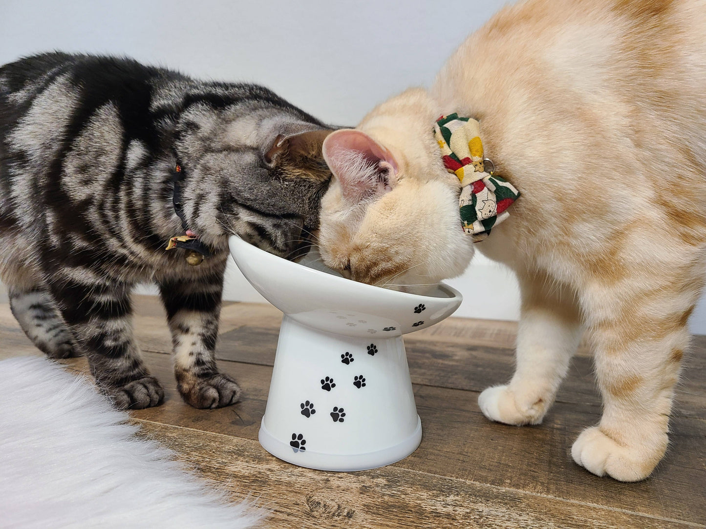 Tilted Stress Free Raised Cat Food Bowl