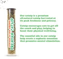 Meowijuana Door Jump n Jamb Chameleon