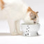 Raised Cat Water Bowl (Cat)