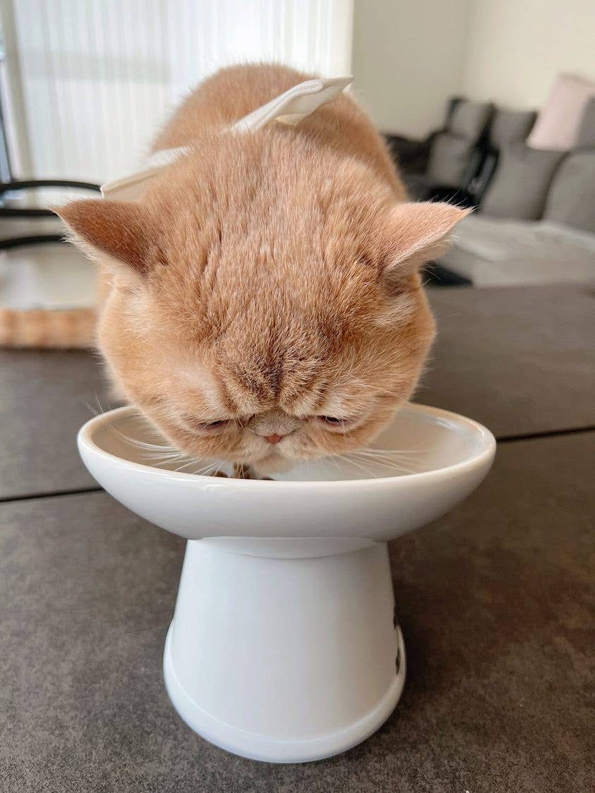 Tilted Stress Free Raised Cat Food Bowl